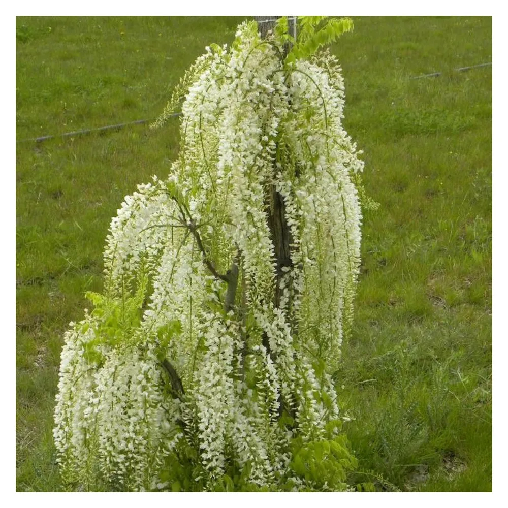 Glycine du japon alba/[-]pot de 1,5l - tuteur bambou 30/60 cm